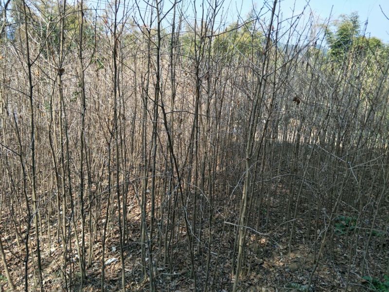 四川三台银杏树地径1-10公分