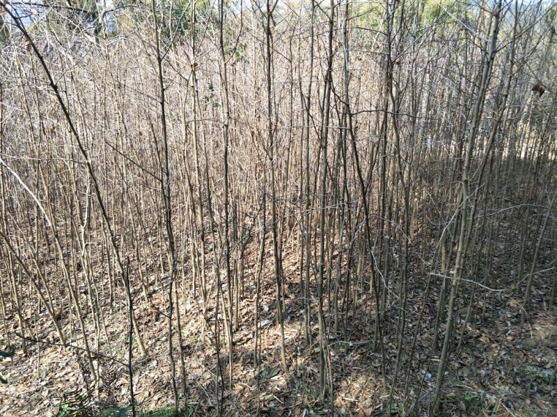 四川三台银杏树地径1-10公分