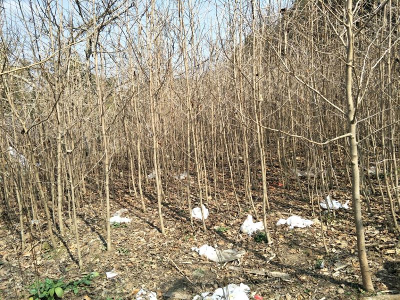 四川三台银杏树地径1-10公分