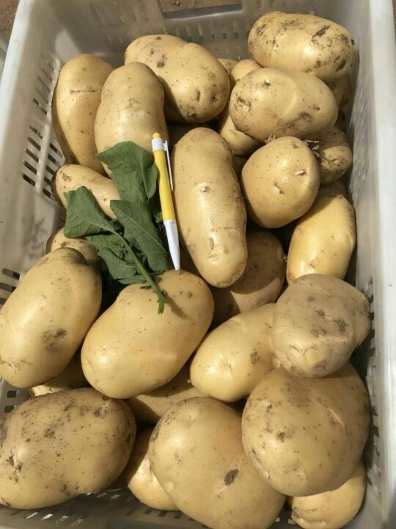荷兰十五土豆陆地土豆黄皮黄心精品大量上市