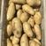 荷兰十五土豆陆地土豆黄皮黄心精品大量上市