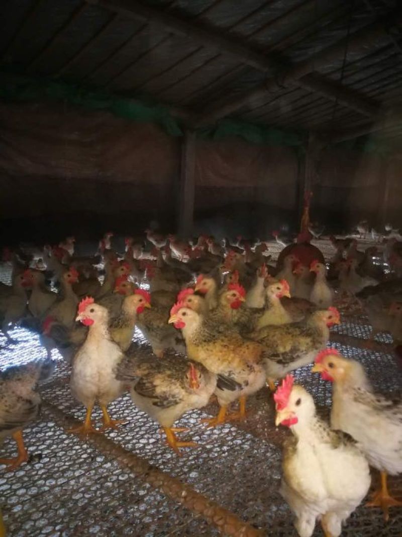 脱温鸡脱温苗250克以下雌