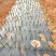 江西中花吴茱萸苗枝条吴茱萸种苗茶辣臭辣子漆辣子树衣子