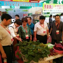 高产脱毒龙薯九号红薯苗河南红薯苗20以上