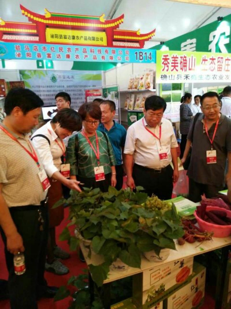高产脱毒龙薯九号红薯苗河南红薯苗20以上