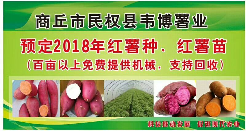 高产脱毒龙薯九号红薯苗河南红薯苗20以上