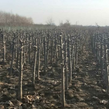 梨树出售基地货源4~6cm8-18公分规格齐全