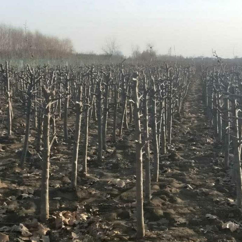 梨树出售基地货源4~6cm8-18公分规格齐全