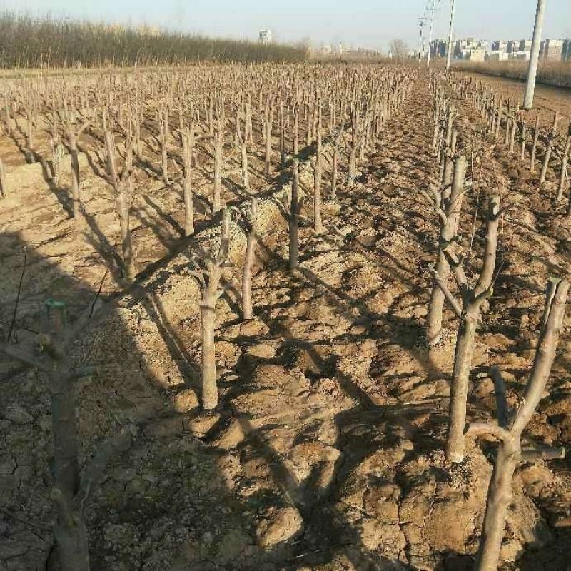 梨树出售基地货源4~6cm8-18公分规格齐全