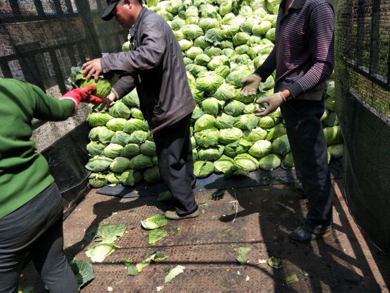 包菜，扁包菜1-2公斤精品懒运输，大量上市，欢迎采购