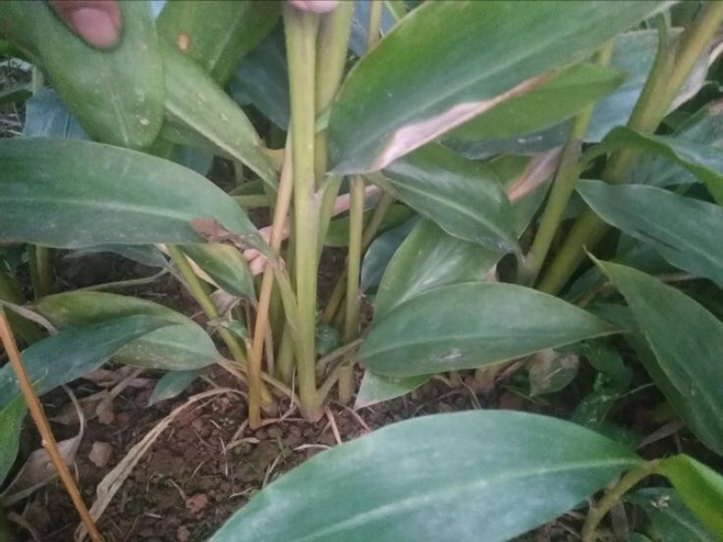 砂仁苗