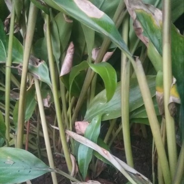 砂仁苗
