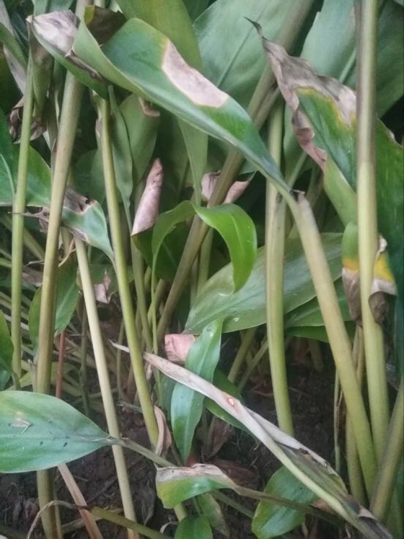 砂仁苗