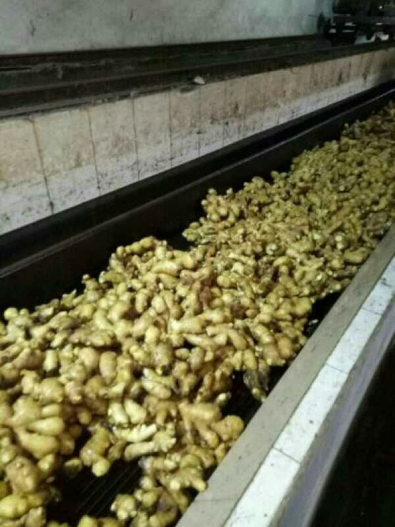 山东优质生姜质优价廉，全国物流发货，需要的老板可以联系