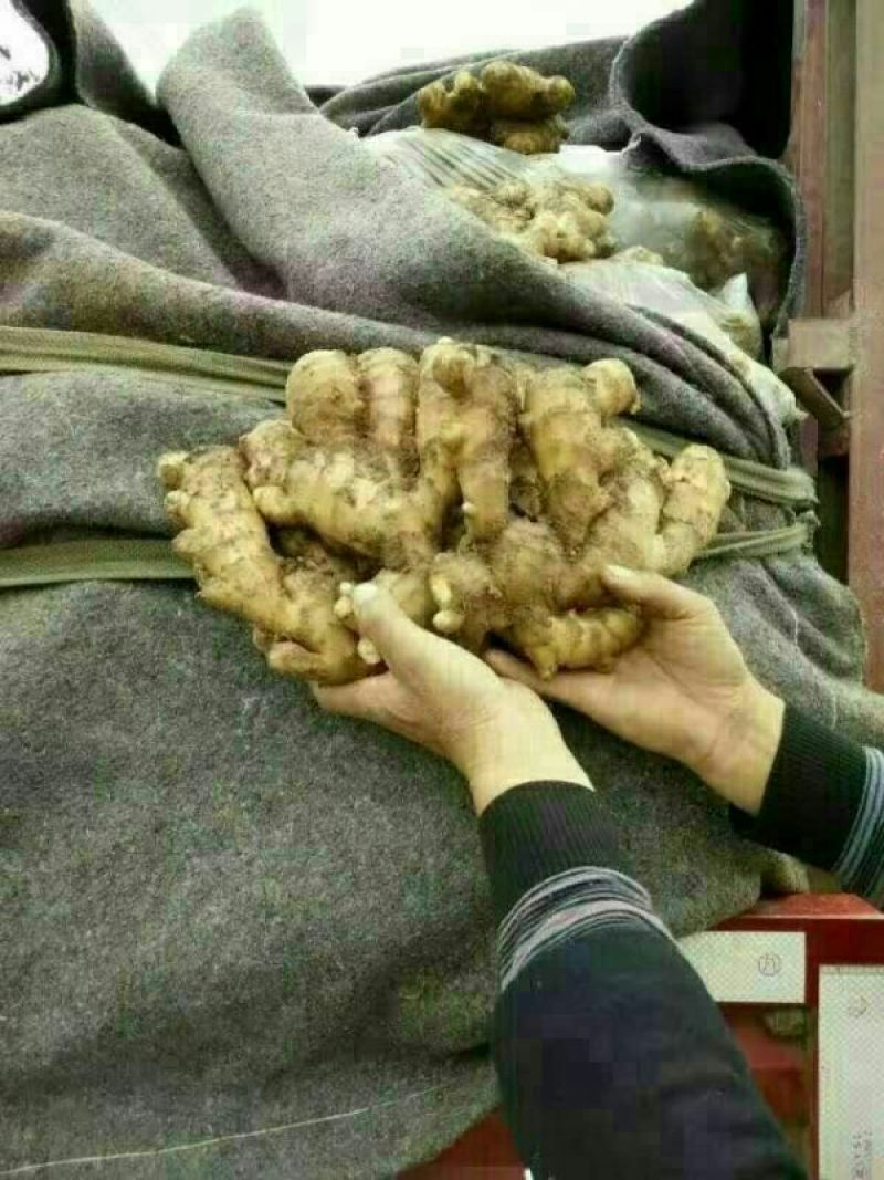 山东优质生姜质优价廉，全国物流发货，需要的老板可以联系
