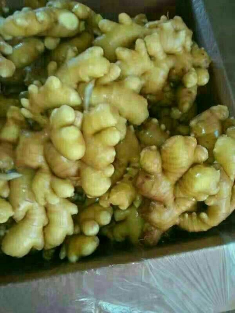 山东优质生姜质优价廉，全国物流发货，需要的老板可以联系