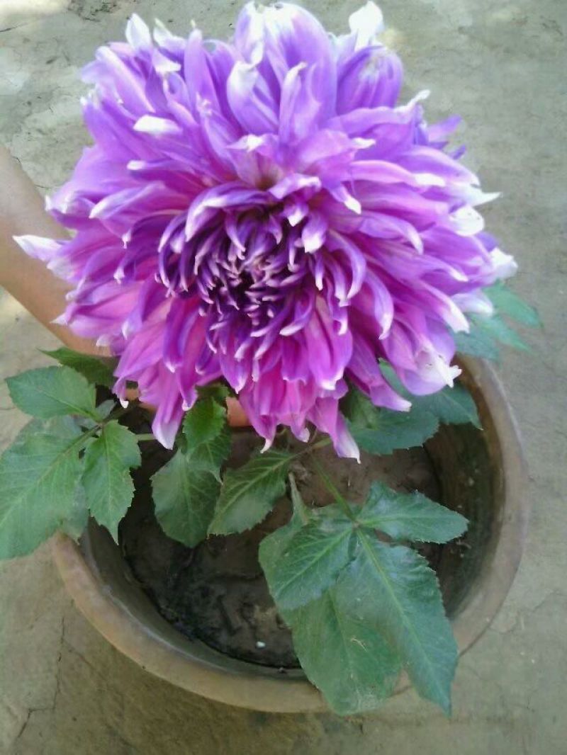 大丽花