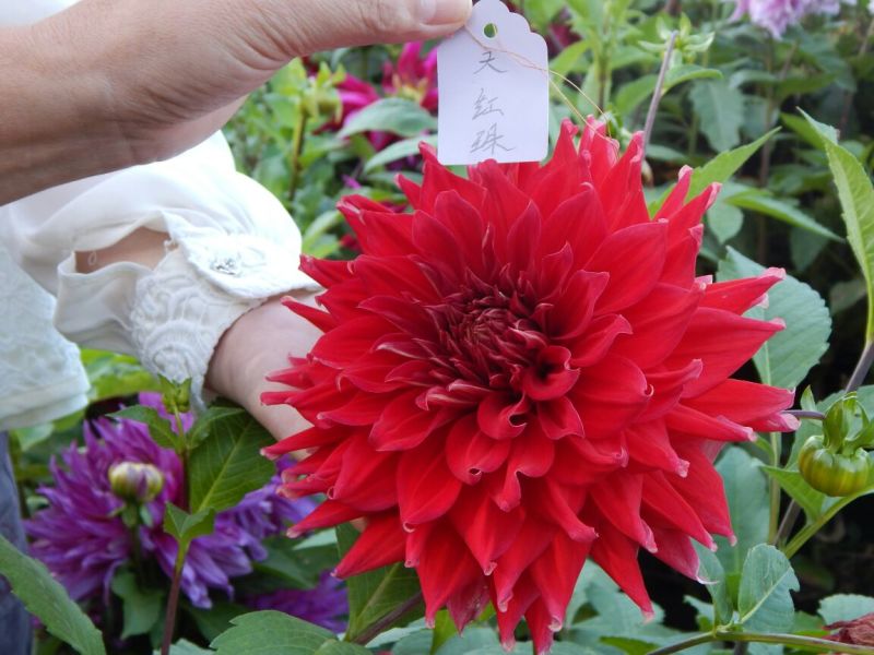 大丽花
