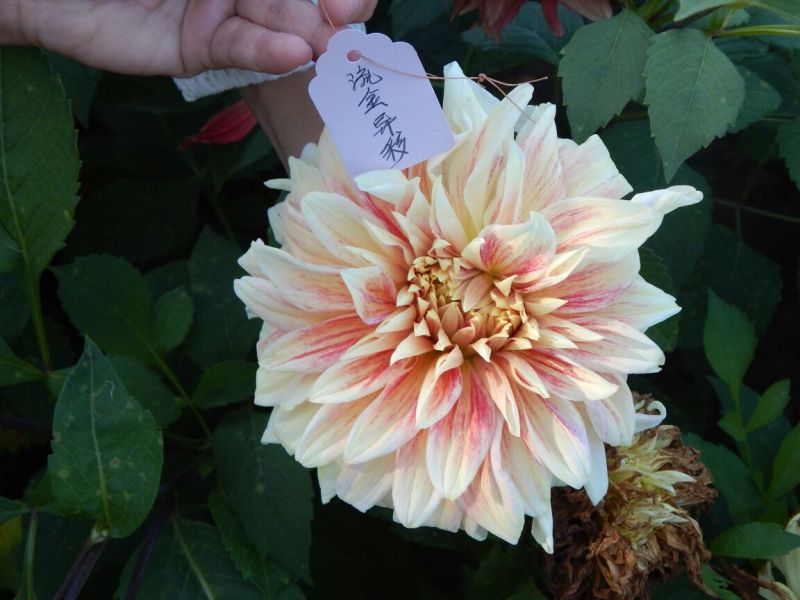 大丽花