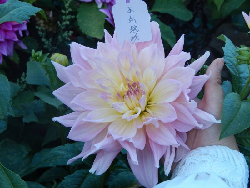 大丽花