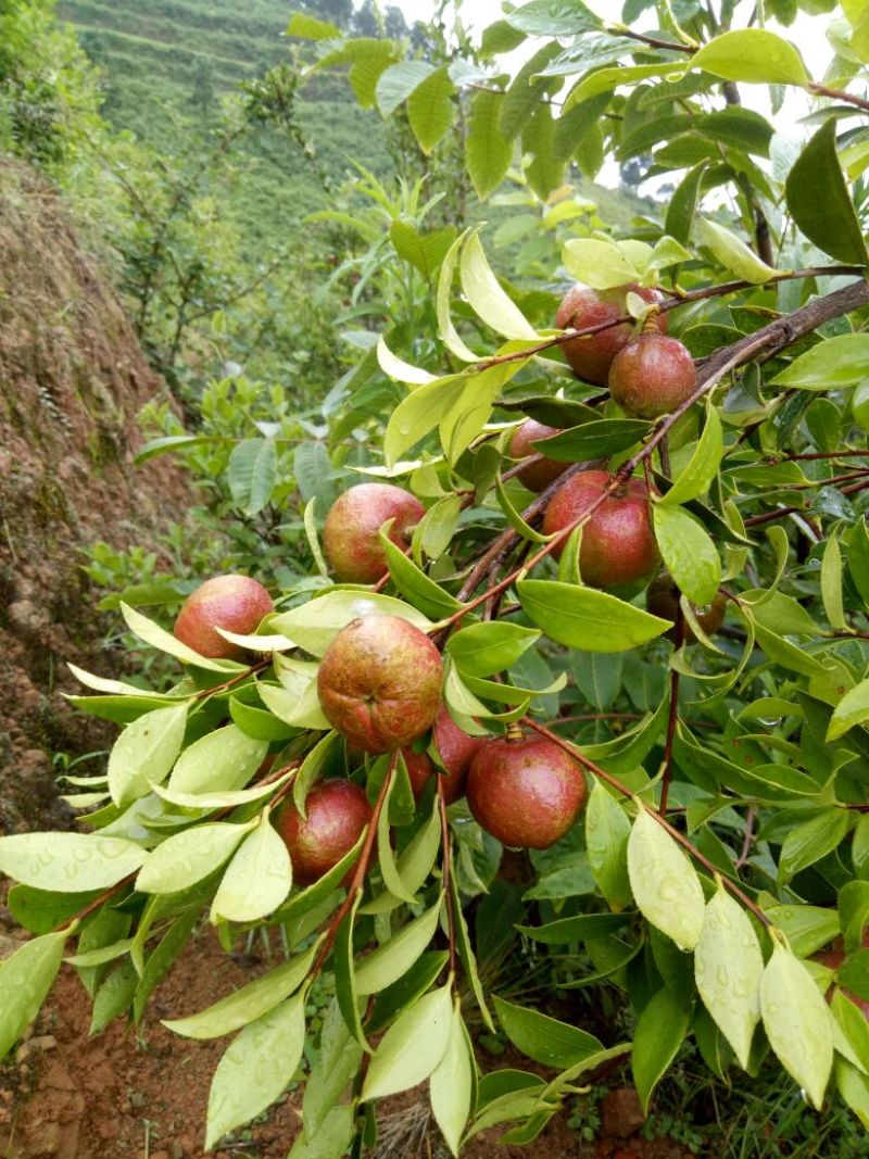 油茶鲜果40~60g