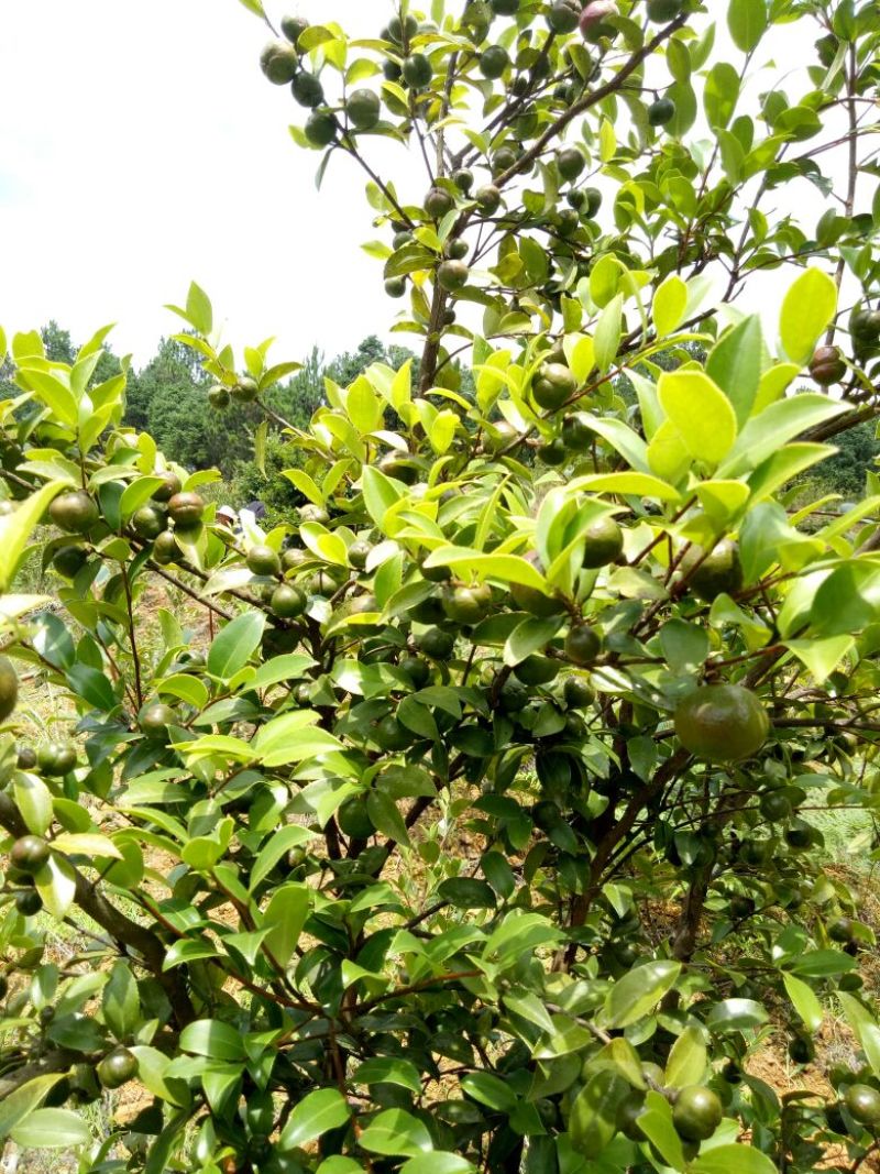 油茶鲜果40~60g