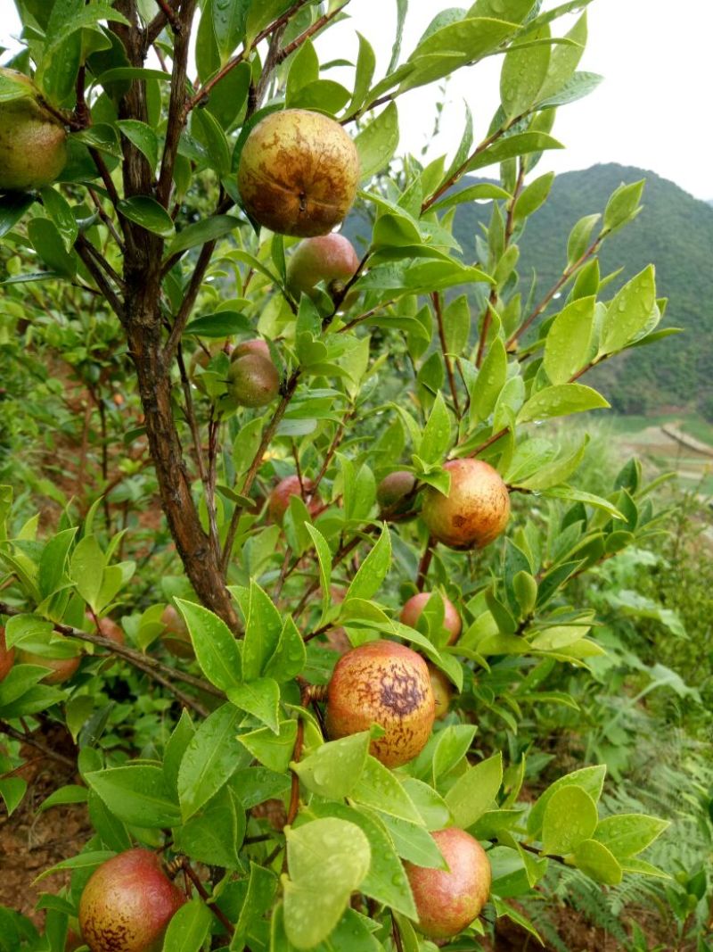 油茶鲜果40~60g