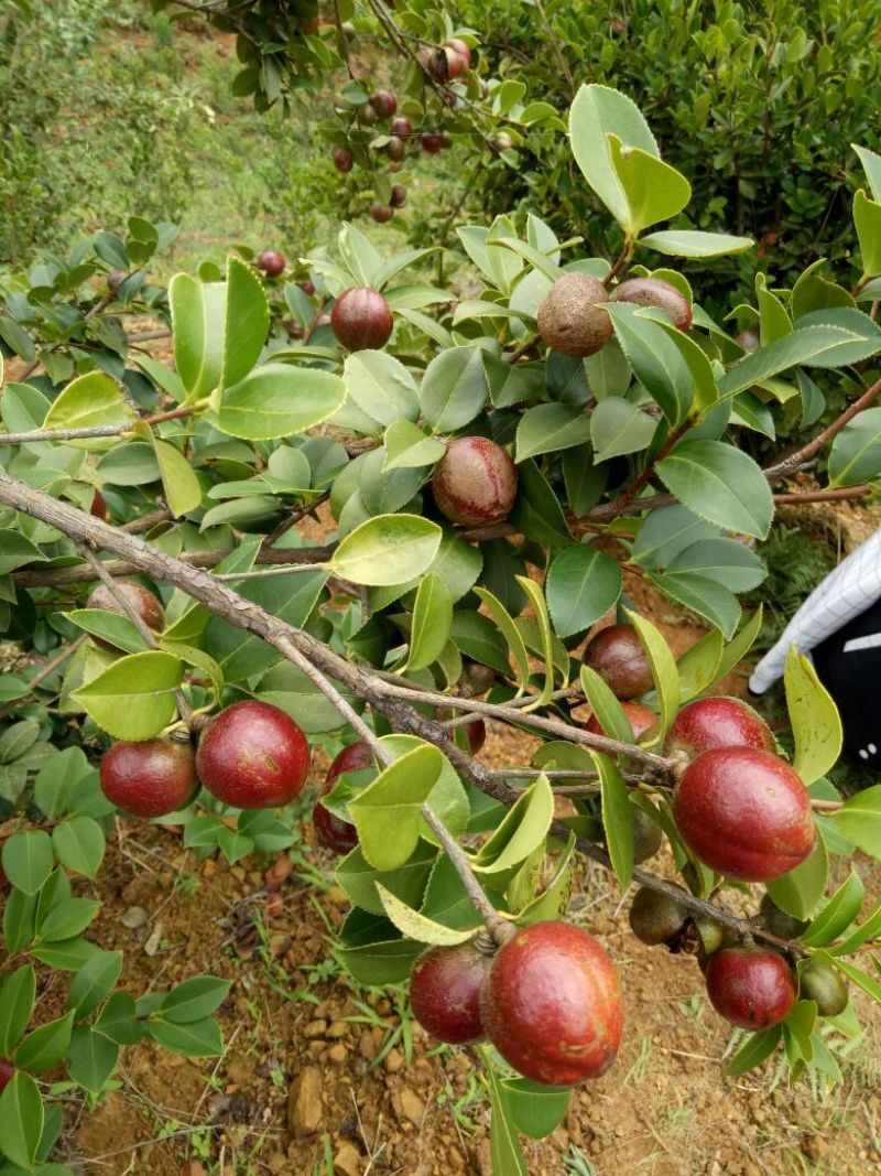 油茶鲜果40~60g