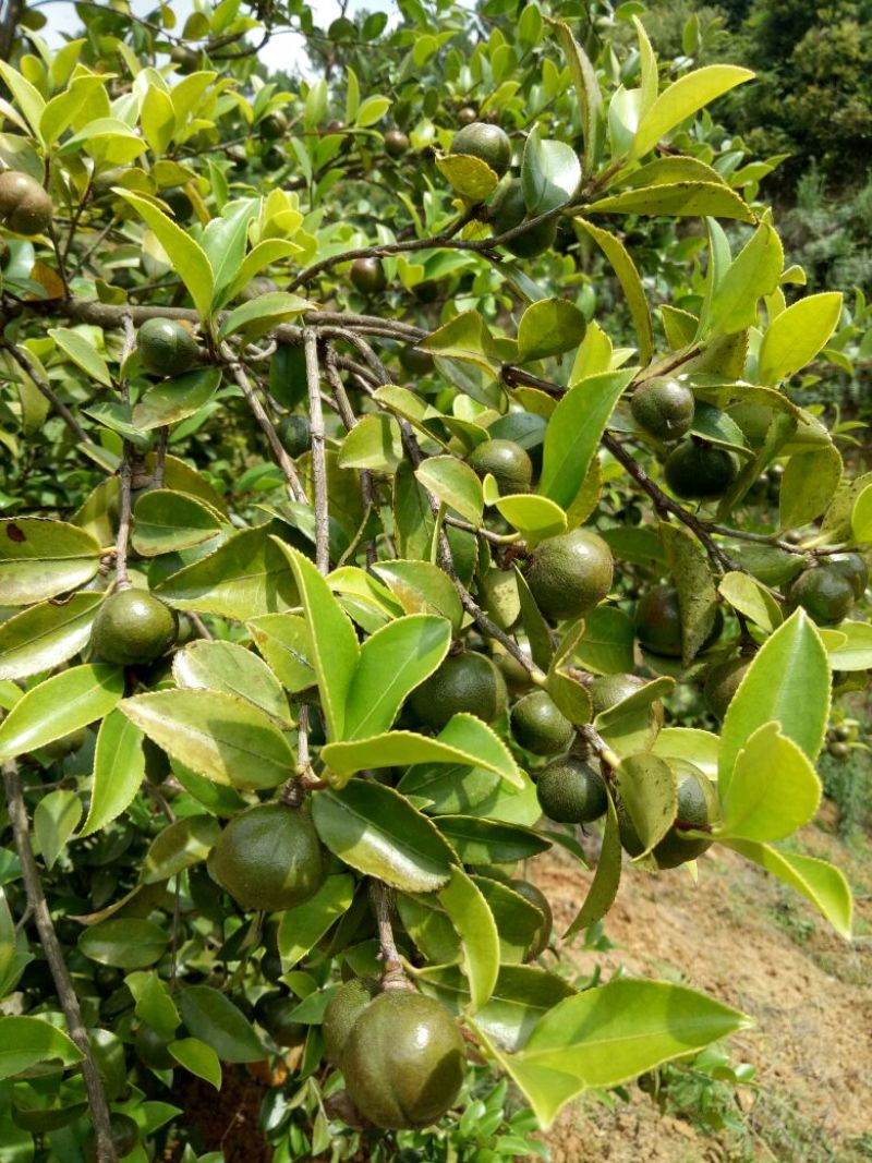 油茶鲜果40~60g