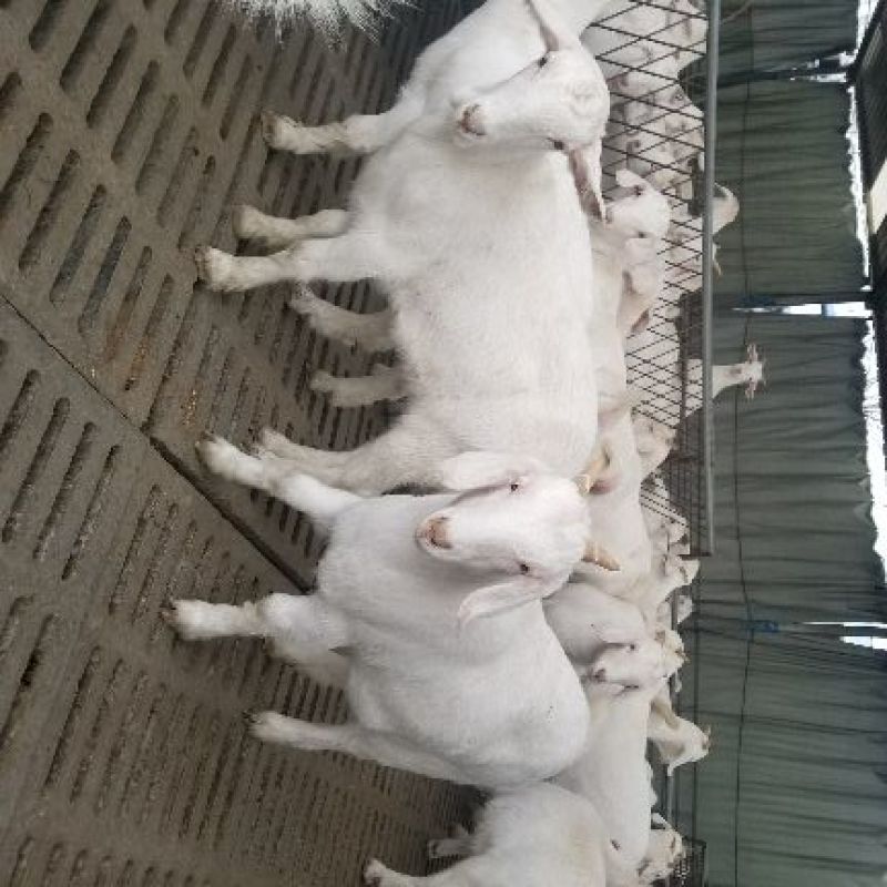 育肥白山羊羊羔，怀孕母羊，种公羊大量出售，全国包送到家