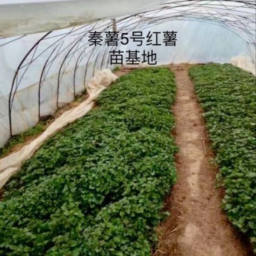 秦薯5号红薯苗15~25cm秦薯8号，西瓜红红薯苗紫薯