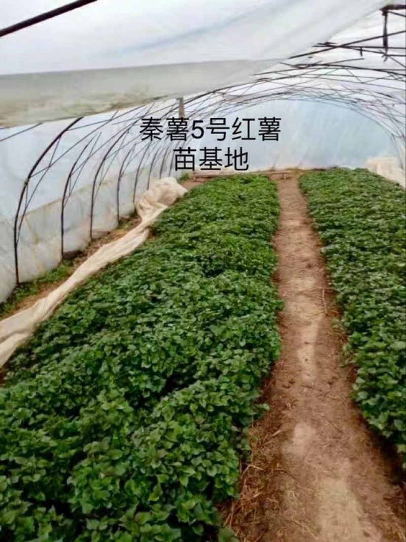 秦薯5号红薯苗15~25cm秦薯8号，西瓜红红薯苗紫薯