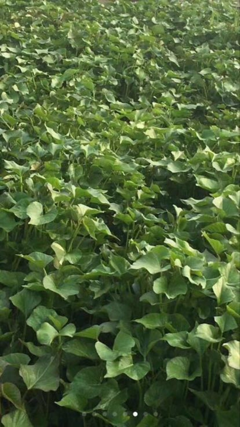 秦薯5号红薯苗15~25cm秦薯8号，西瓜红红薯苗紫薯
