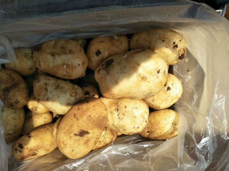 云南丽薯六号土豆4两以上精品