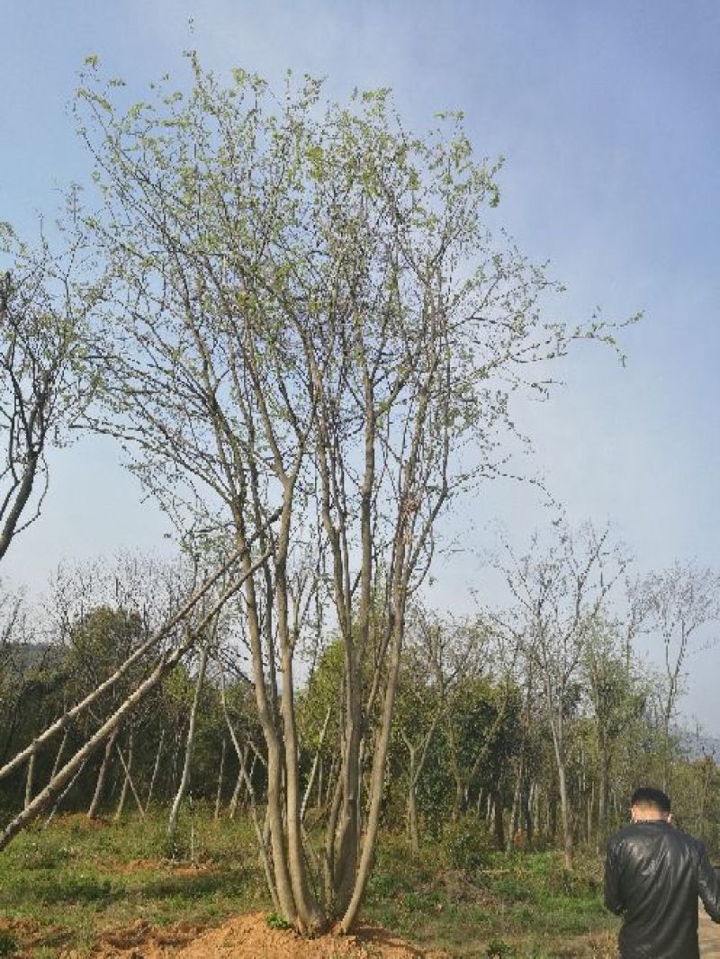 大量供应，15-40公分单杆，40-100公分丛生朴树