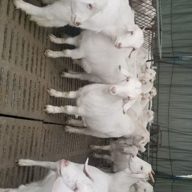 白山羊怀孕母羊价格大量出售支持视频挑选，全国包运输