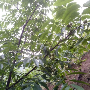 薄皮核桃25~30mm去皮干