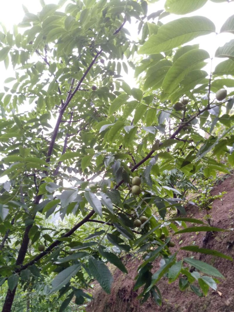 薄皮核桃25~30mm去皮干