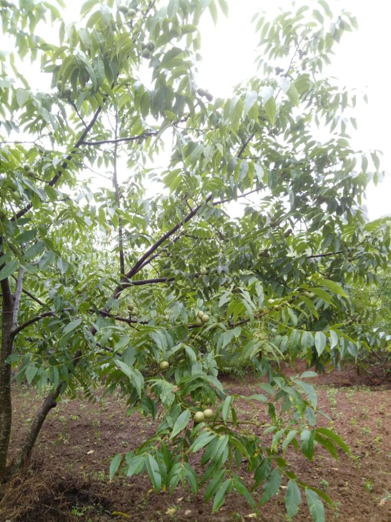 薄皮核桃25~30mm去皮干