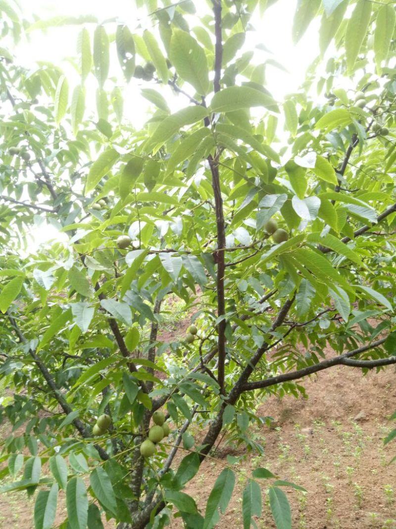 薄皮核桃25~30mm去皮干