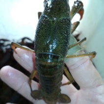 7钱以上通货