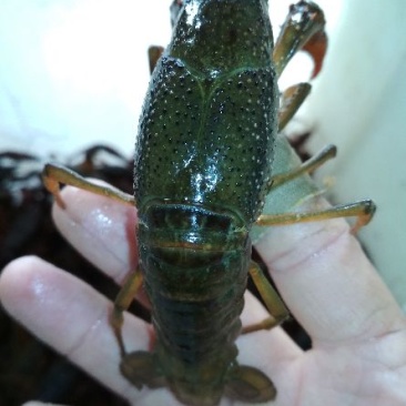 7钱以上通货