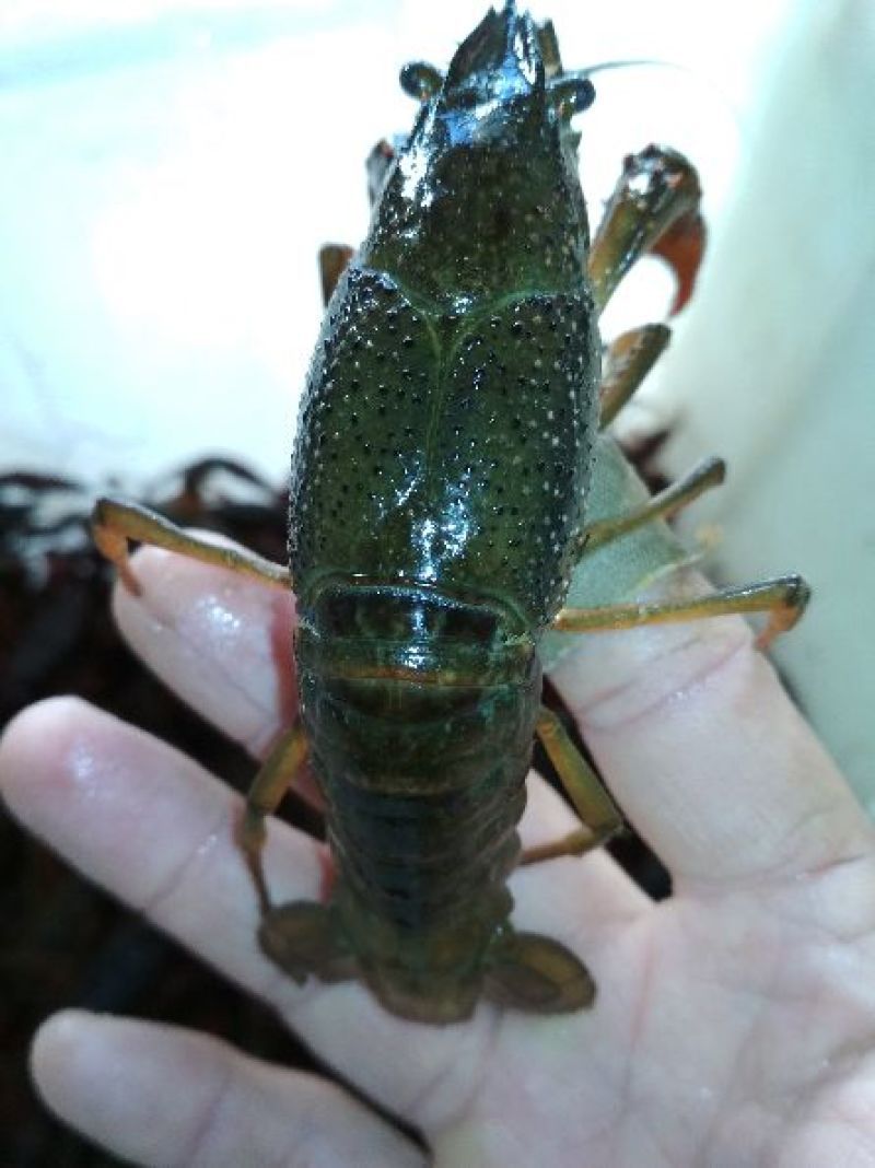 7钱以上通货