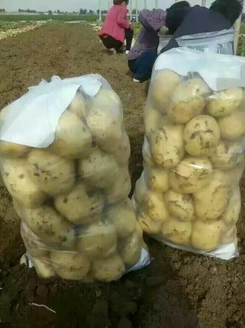 好土豆大量供应，个头猛皮毛好，发往全国，诚信交易。