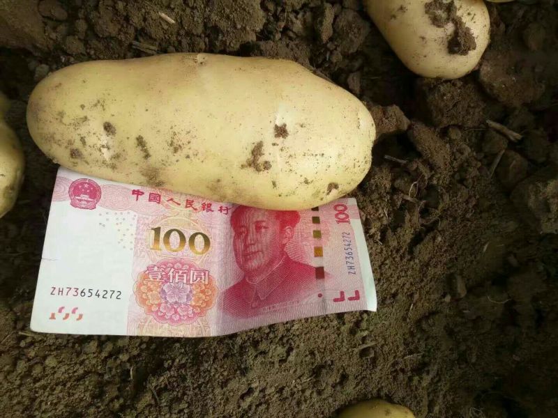 好土豆大量供应，个头猛皮毛好，发往全国，诚信交易。