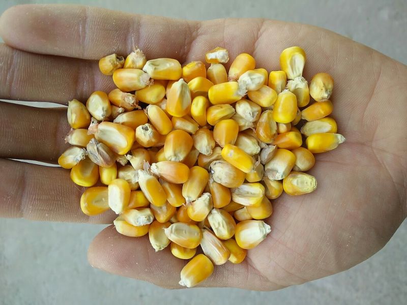 玉米安徽亳州优质大颗粒玉米自然干水分14～15