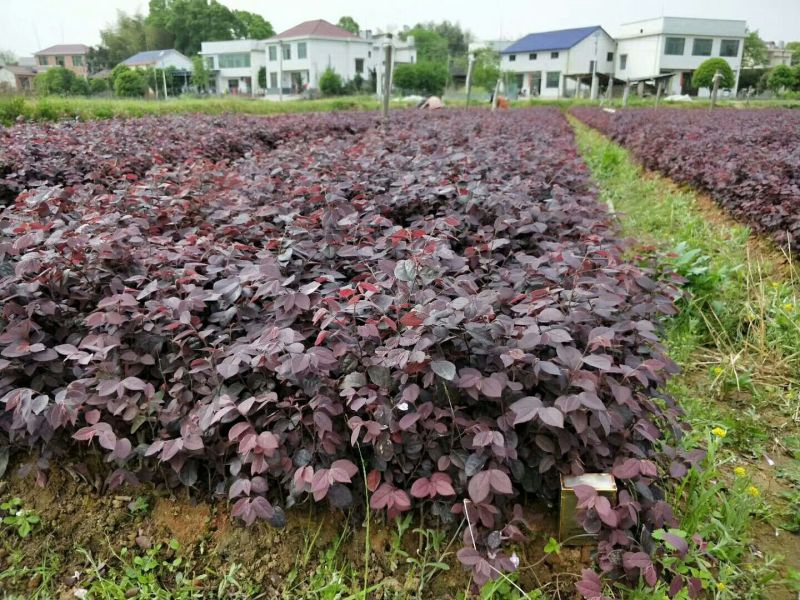 红花继木2cm以下4cm以下0.5米以下