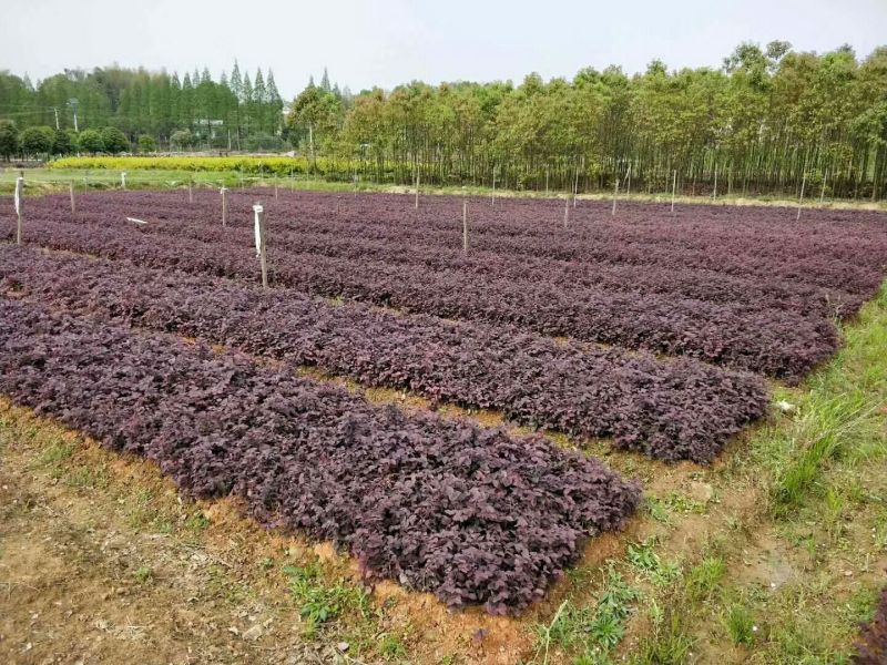 红花继木2cm以下4cm以下0.5米以下