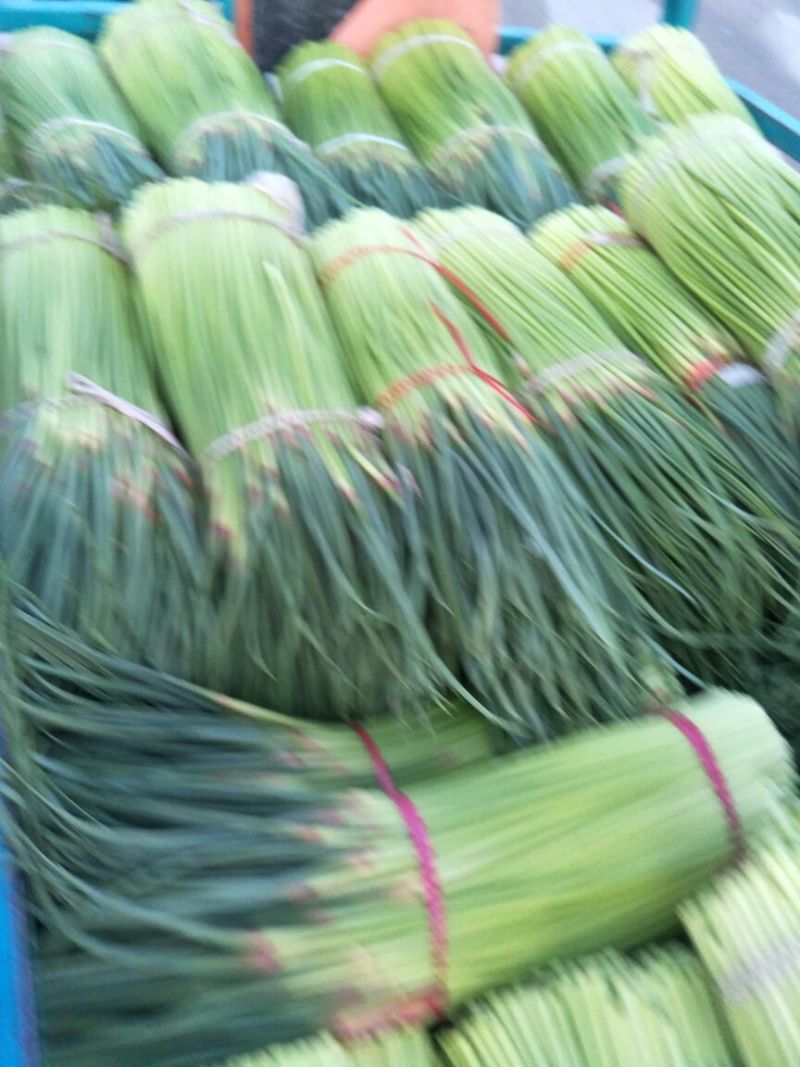 【质量推荐】蒜薹精品支持超市精加工货量多质量好！