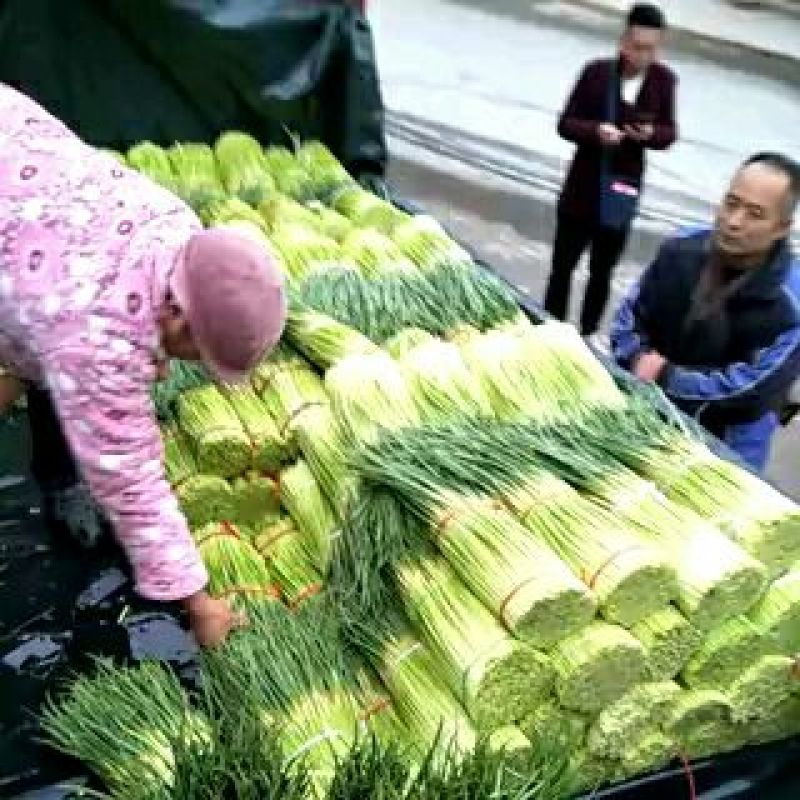 【商品推荐】红帽蒜薹！七尺长带红帽！支持加工！产地供货！